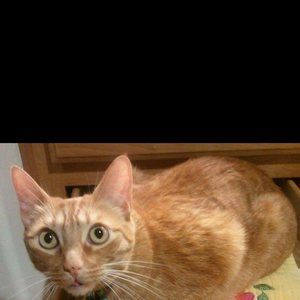 Meet your Posher, Adam